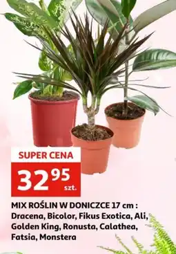 Auchan Mix roślin w doniczce oferta