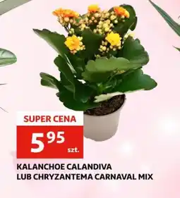 Auchan Kalanchoe Calandiva lub Chryzantema Carnaval Mix oferta