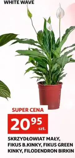 Auchan Skrzydłokwiat mały oferta