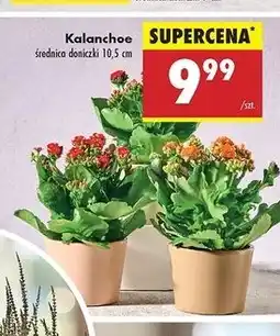 Biedronka Kalanchoe oferta