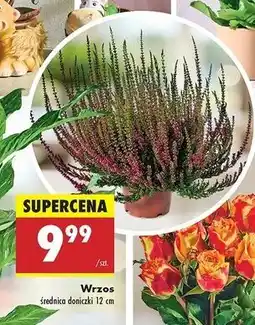 Biedronka Wrzos oferta