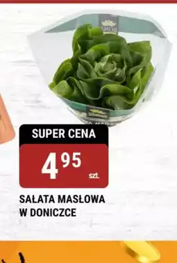 bi1 Sałata masłowa oferta