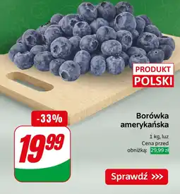 Dino Borówka amerykańska Dino oferta