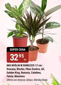 bi1 Mix roślin w doniczce oferta