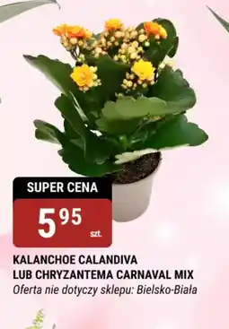 bi1 Kalanchoe Calandiva lub Chryzantema Carnaval Mix oferta