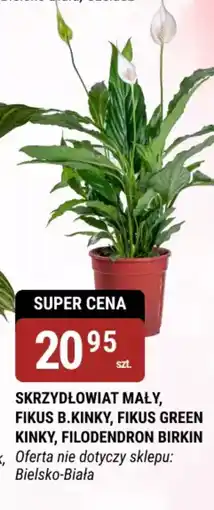 bi1 Skrzydłokwiat mały, Fikus B. Kinky, Fikus Green Kinky, Filodendron Birkin oferta