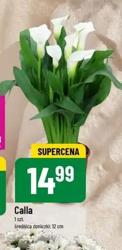 Polomarket Calla oferta