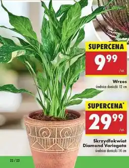 Biedronka Skrzydłokwiat Diamond Variegata oferta
