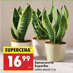 Biedronka Sansewieria Superba oferta