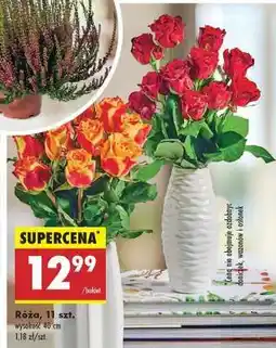 Biedronka Róża 11 szt oferta
