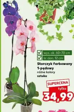 Kaufland Storczyk farbowany 1-pędowy oferta