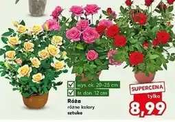 Kaufland Róża oferta
