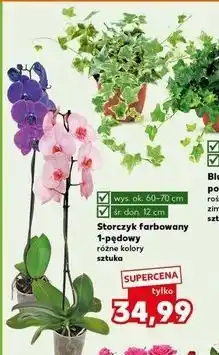 Kaufland Storczyk farbowany 1-pędowy doniczka 12 cm wys. 60 oferta