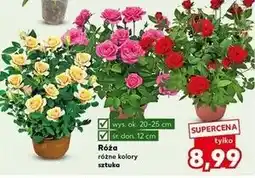 Kaufland Róża don. 12 cm oferta