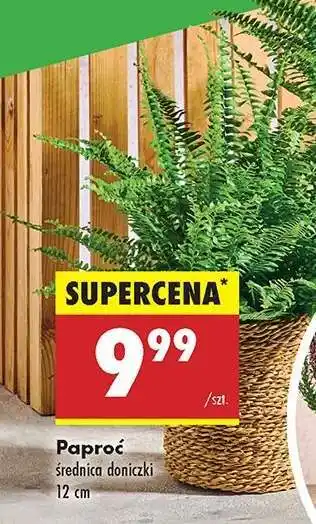 Biedronka Paproć oferta