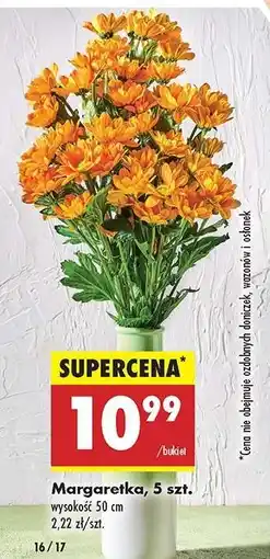 Biedronka Margaretka 5 szt oferta