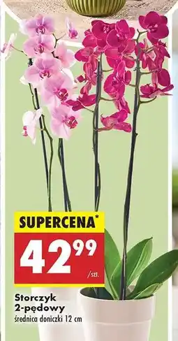 Biedronka Storczyk 2-pędowy oferta