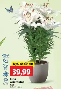 Lidl Lilia orientalna oferta