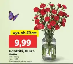 Lidl Goździki, 10 szt oferta