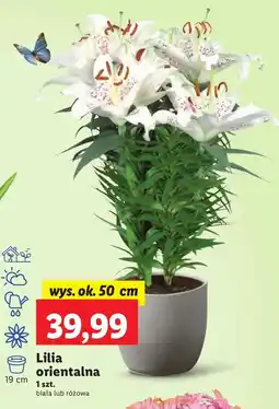 Lidl Lilia Ok oferta
