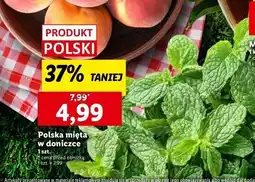Lidl Mięta w doniczce oferta