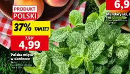 Lidl Mięta w doniczce Ryneczek Lidla oferta