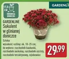 ALDI Rojnikowiec Gardenline oferta