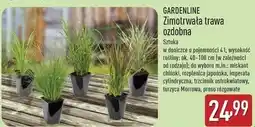 ALDI Proso rózgowate Gardenline oferta