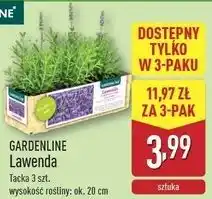 ALDI Lawenda Gardenline oferta