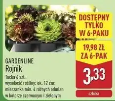 ALDI Rojnik mix 12 cm Gardenline oferta