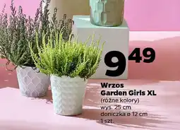 Netto Wrzos Garden Girls XL oferta