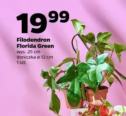 Netto Filodendron Florida Green oferta