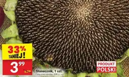 Twój Market Słonecznik Najlepsze z Wielkopolski oferta