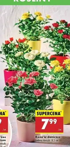 Biedronka Róża don. 10.5 cm oferta