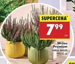 Biedronka Wrzos 11 cm oferta