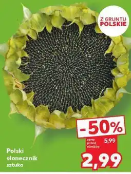 Kaufland Słonecznik polski 1 szt. Kaufland oferta