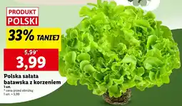 Lidl Sałata batawska z korzeniem Lidl oferta