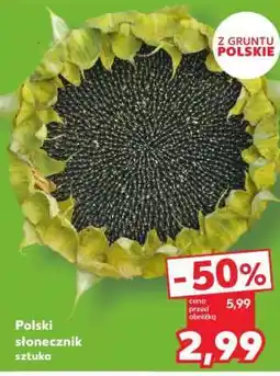 Kaufland Polski słonecznik sztuka oferta