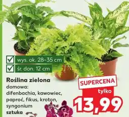 Kaufland Roślina zielona oferta