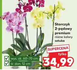 Kaufland Storczyk 2-pędowy premium oferta
