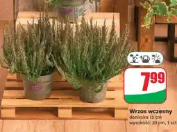 Dino Wrzos wczesny oferta