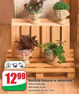 Dino Roślina zielona w ceramice oferta