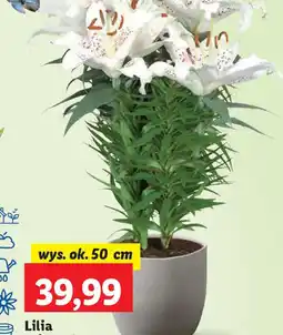 Lidl Lilia orientalna oferta