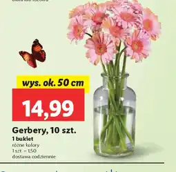 Lidl Gerbery oferta
