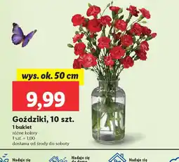 Lidl Goździki oferta