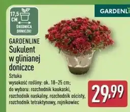 ALDI Sukulent Gardenline oferta