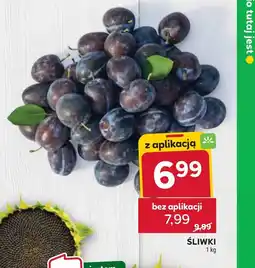 Stokrotka Śliwki oferta