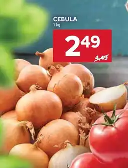 Stokrotka Cebula Stokrotka oferta