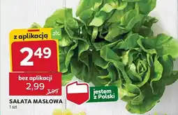 Stokrotka Sałata masłowa Stokrotka oferta