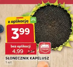 Stokrotka Słonecznik kapelusz Stokrotka oferta